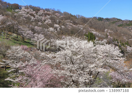 Wild cherry blossoms in Rikugo, Ikeda Town, Nagano Prefecture Wild cherry blossoms in Rikugo, Ikeda Town, Nagano Prefecture 138997188