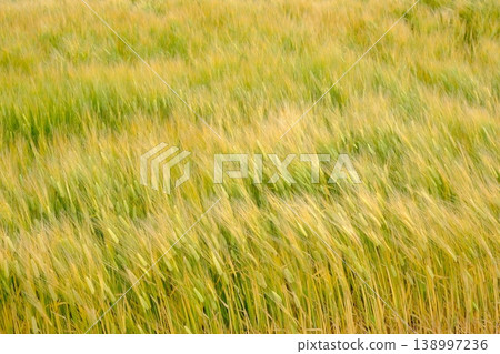 Image materials featuring beer barley and wind. Image materials featuring beer barley and wind. 138997236