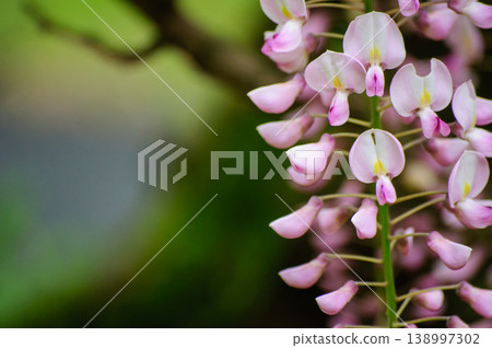 沐浴在柔和光線中的春花 沐浴在柔和光線中的春花 138997302