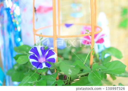 Scenery with morning glory Scenery with morning glory 138997326