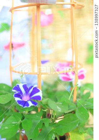 Scenery with morning glory Scenery with morning glory 138997327