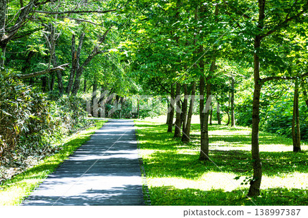 A walking trail through the gentle greenery of Higashikawa Town, Hokkaido, leading to the source of the Daisetsuzan Asahidake spring. A walking trail through the gentle greenery of Higashikawa Town, Hokkaido, leading to the source of the Daisetsuzan Asahidake spring. 138997387
