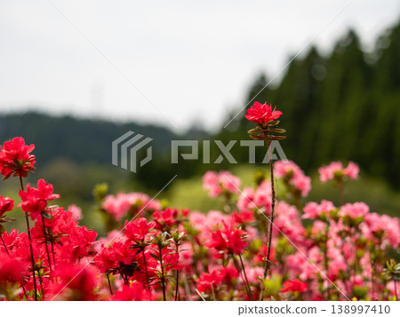 Kurume azalea, single stem flower 138997410