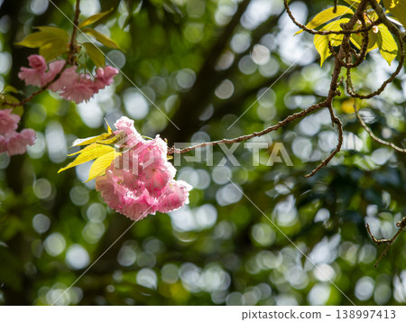 Double cherry blossoms enveloped in bokeh. Double cherry blossoms enveloped in bokeh. 138997413