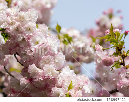 Close-up of double-cherry blossoms in full bloom Close-up of double-cherry blossoms in full bloom 138997421
