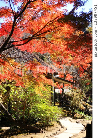 被秋葉染紅的道路 被秋葉染紅的道路 138997451