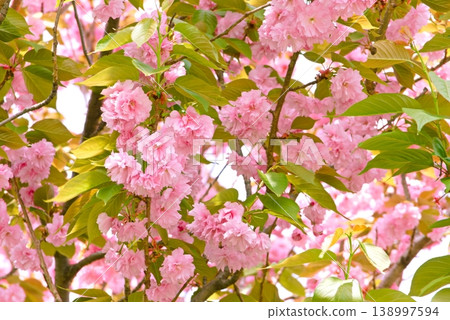 Double cherry blossoms in full bloom Double cherry blossoms in full bloom 138997594