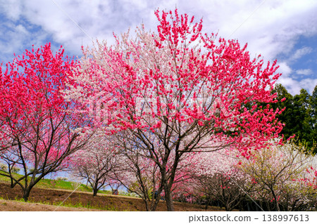 Peach blossoms stand out against the blue spring sky. Peach blossoms stand out against the blue spring sky. 138997613