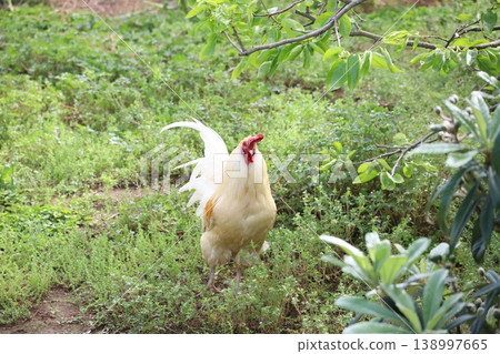 A chicken walking in the grass 138997665
