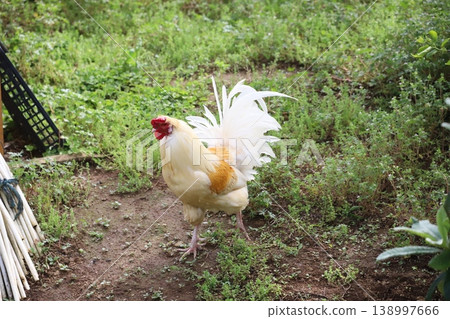 A chicken walking in the grass 138997666
