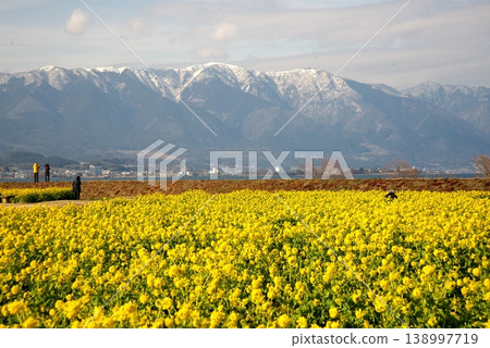 透過油菜花田，可以看到遠處白雪皚皚的山脈。 138997719