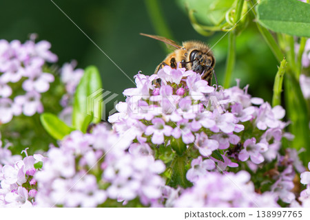 The face of a bee sucking nectar from a flower 138997765