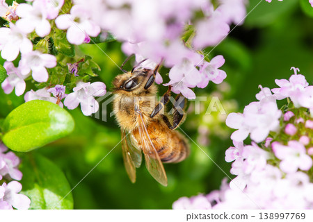 European honeybees sipping nectar from wild thyme flowers. European honeybees sipping nectar from wild thyme flowers. 138997769