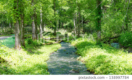 A scene of a stream flowing through the forest of Daisetsu Asahidake Gensui Park in Higashikawa Town, Hokkaido, during the summer. 138997784