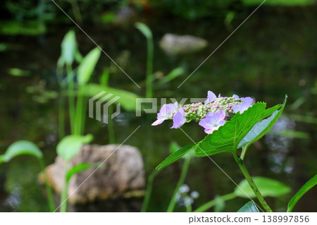 Purple hydrangea flowers blooming by the water's edge Purple hydrangea flowers blooming by the water's edge 138997856