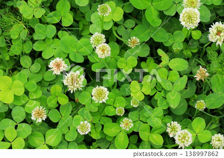白三葉草花 白三葉草花 138997862