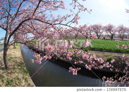 河津櫻花在池塘邊盛開 138997878