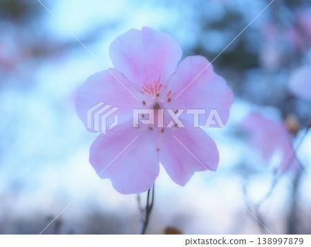 Akaya-shio in the early morning (aff20260408070057) 138997879