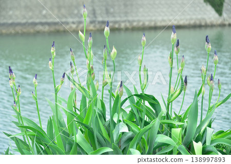 Germany iris 138997893