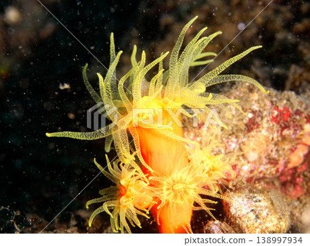 Sea anemone in the dark 138997934