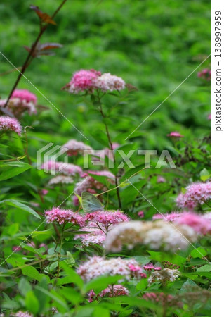 粉紅色閃爍的花朵 粉紅色閃爍的花朵 138997959