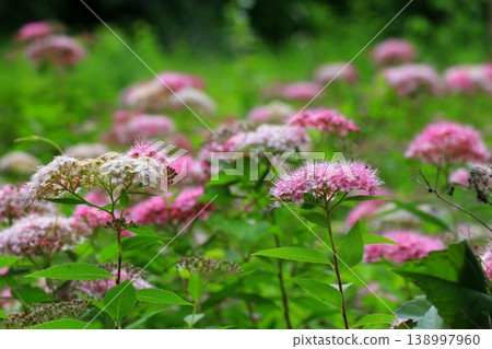 粉紅色閃爍的花朵 粉紅色閃爍的花朵 138997960