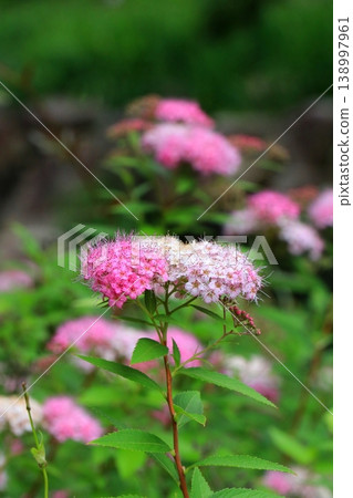 粉紅色閃爍的花朵 粉紅色閃爍的花朵 138997961