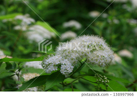 White spirea flower White spirea flower 138997966