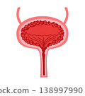 male urinary bladder organ internal 138997990