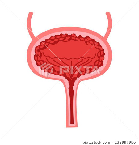 male urinary bladder organ internal 138997990