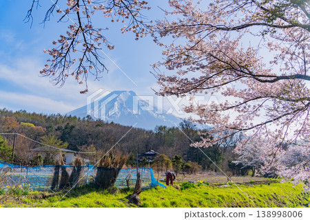 (Yamanashi Prefecture) Oshino Village, Shinnasho River Sakura and Mt. Fuji 138998006