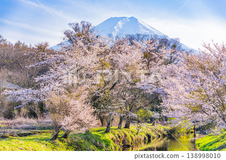 (Yamanashi Prefecture) Oshino Village, Shinnasho River Sakura and Mt. Fuji 138998010