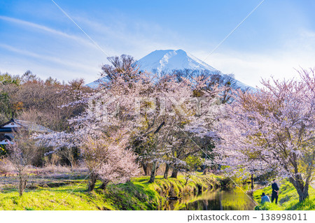 (Yamanashi Prefecture) Oshino Village, Shinnasho River Sakura and Mt. Fuji 138998011