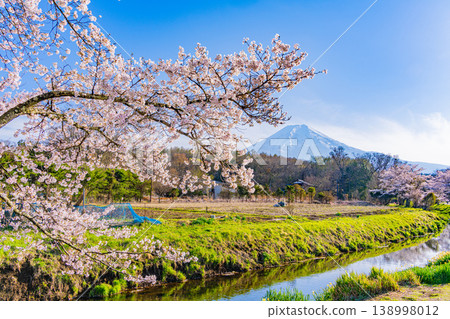 (Yamanashi Prefecture) Oshino Village, Shinnasho River Sakura and Mt. Fuji 138998012