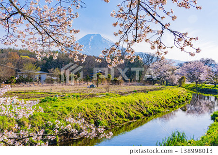 （山梨縣）忍野村、新那莊川櫻花和富士山 138998013