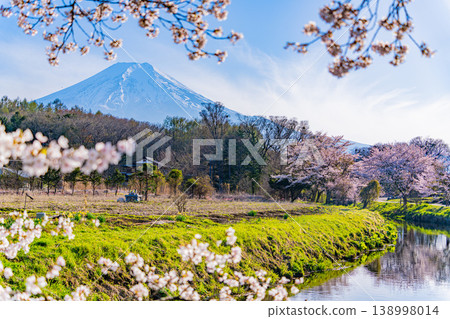 （山梨縣）忍野村、新那莊川櫻花和富士山 138998014