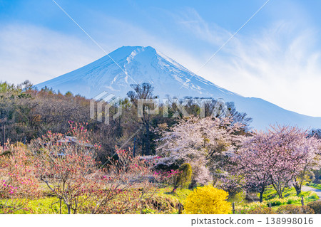 (山梨縣)忍野村、新那莊川櫻花和富士山 (山梨縣)忍野村、新那莊川櫻花和富士山 138998016