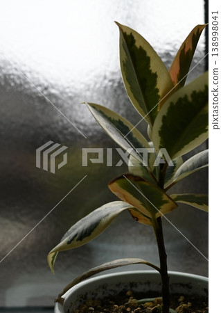 靠窗的房子植物 138998041