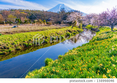 (Yamanashi Prefecture) Cherry blossoms, daffodils, and Mount Fuji along the Shinmeisho River in Oshino Village 138998046