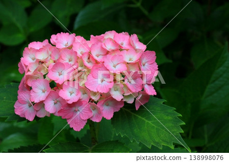 Beautiful pink hydrangea Beautiful pink hydrangea 138998076