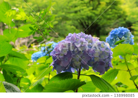Purple hydrangea Purple hydrangea 138998085
