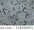 White rices destroyed by rice weevils. Rice weevils are scientifically known as Sitophilus Oryzae. 138998091