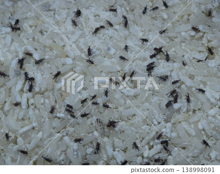 White rices destroyed by rice weevils. Rice weevils are scientifically known as Sitophilus Oryzae. White rices destroyed by rice weevils. Rice weevils are scientifically known as Sitophilus Oryzae. 138998091