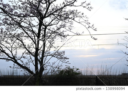 黃昏的天空和大樹 黃昏的天空和大樹 138998094