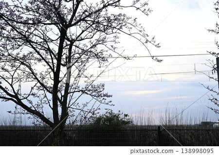 櫻花的風景 138998095