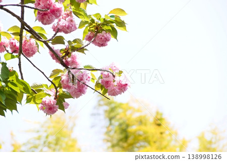 Double cherry blossoms in full bloom Double cherry blossoms in full bloom 138998126