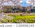 (Yamanashi Prefecture) Oshino Village - People working in the fields along the Shinmeisho River amidst cherry blossoms, with Mount Fuji in the background. 138998149