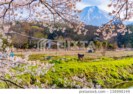 (Yamanashi Prefecture) Oshino Village - People working in the fields along the Shinmeisho River amidst cherry blossoms, with Mount Fuji in the background. (Yamanashi Prefecture) Oshino Village - People working in the fields along the Shinmeisho River amidst cherry blossoms, with Mount Fuji in the background. 138998149