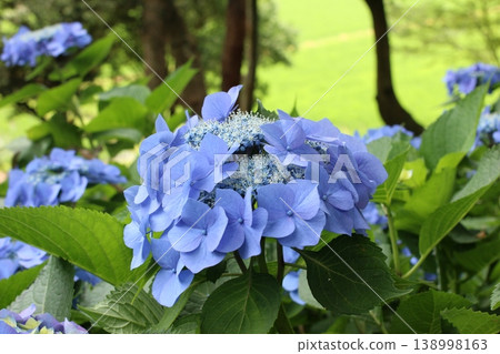 藍紫色繡球花正值盛花期。 藍紫色繡球花正值盛花期。 138998163