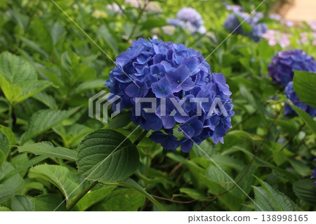 藍紫色繡球花正值盛花期。 藍紫色繡球花正值盛花期。 138998165